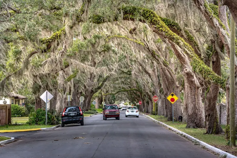 Road under a canopy of live oaks and Spanish moss in coastal Florida